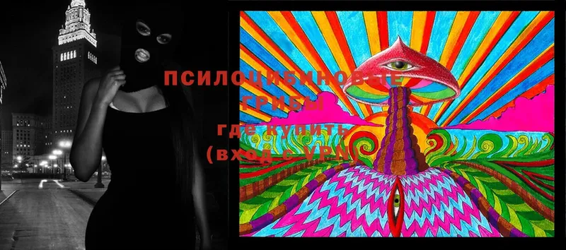 Псилоцибиновые грибы Magic Shrooms  blacksprut вход  Богородицк  закладки 